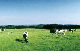 农林牧渔技术推广服务 驱动现代农业发展的关键引擎