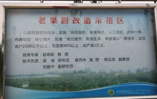 金秋果乡行，魅力试验站——西北农林科技大学白水苹果试验示范站“瑞阳”“瑞雪”新品种观摩会纪实